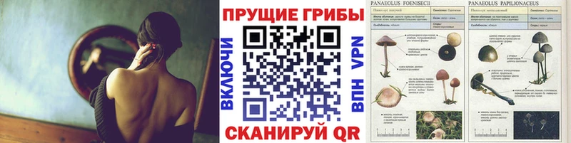Псилоцибиновые грибы Psilocybe  Туймазы 